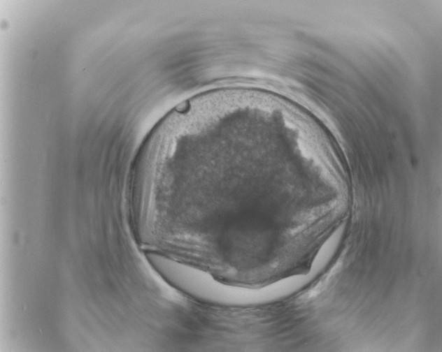 X0000088231533200706121843