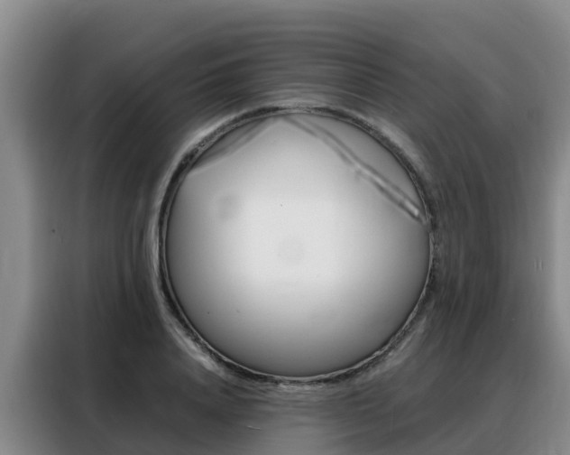 X0000088360840200705220731