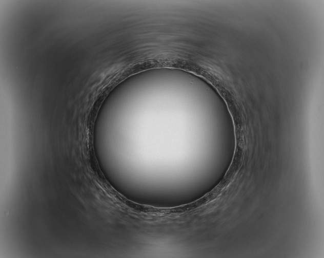 X0000088361061200705220728