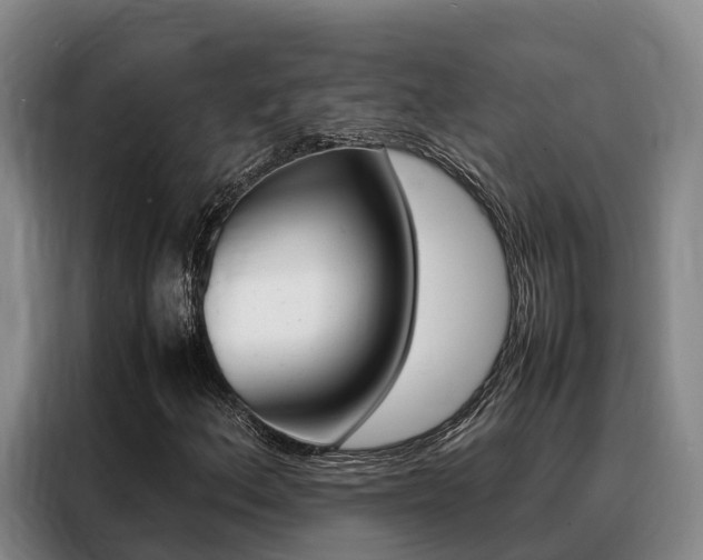 X0000088361156200705220727