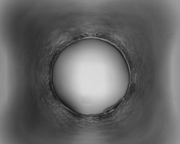X0000088361253200705220726