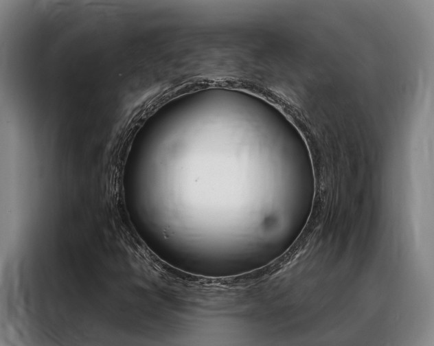 X0000088361398200705220723