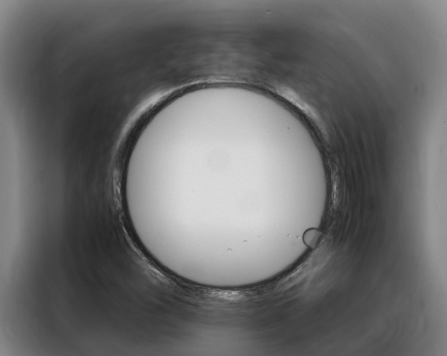 X0000088361454200705220723