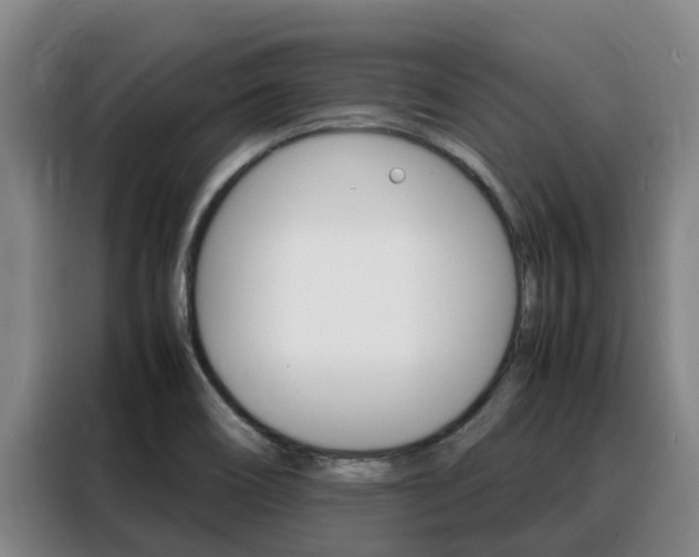 X0000088361466200705220723