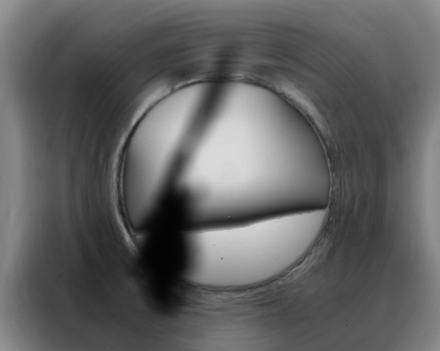 X0000088361475200705220723