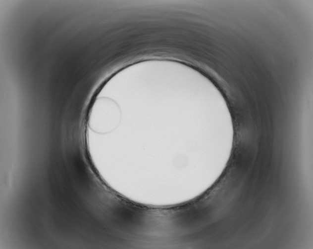 X0000088361514200705220722