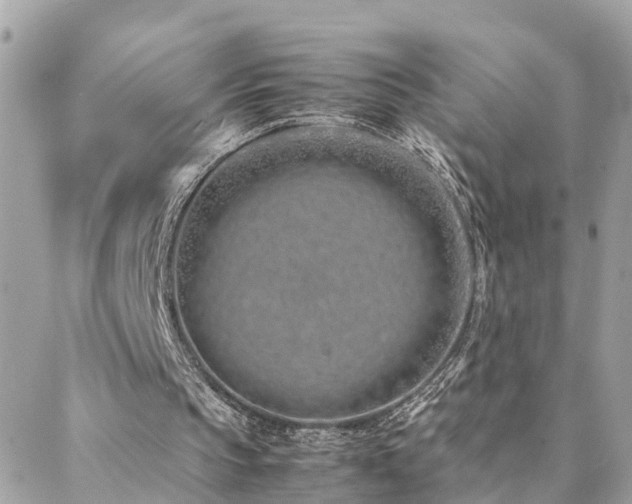 X0000088360145200705221039