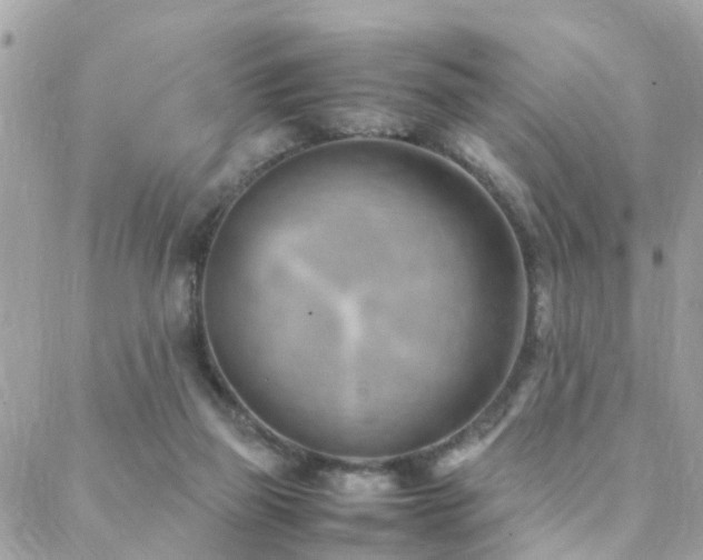 X0000088360165200705221040