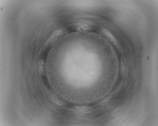 X0000088360169200705221040