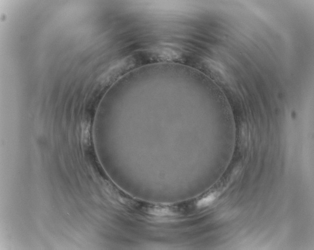 X0000088360177200705221040