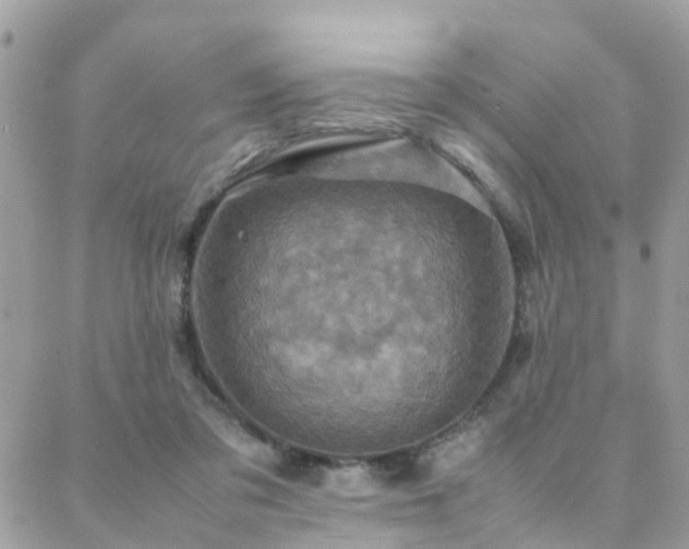 X0000088360309200705221038