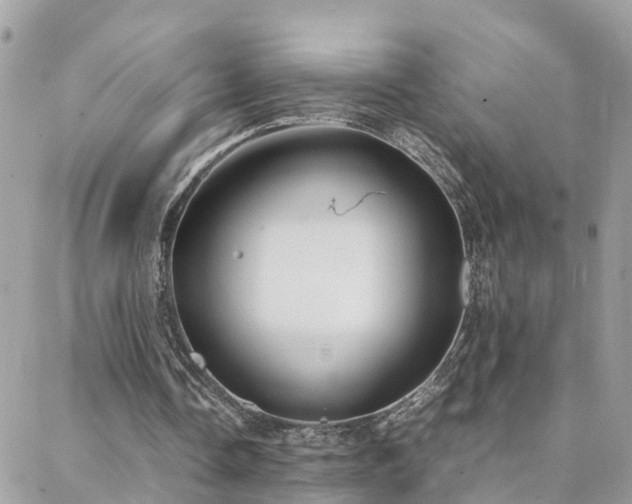 X0000088360338200705221036