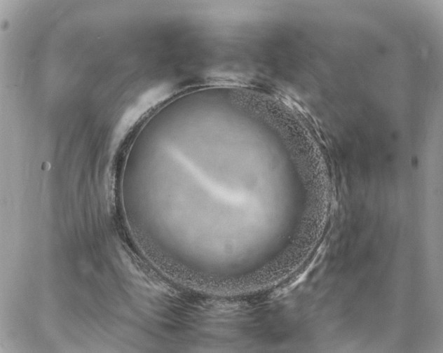 X0000088360343200705221036