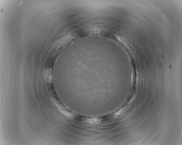 X0000088360383200705221037