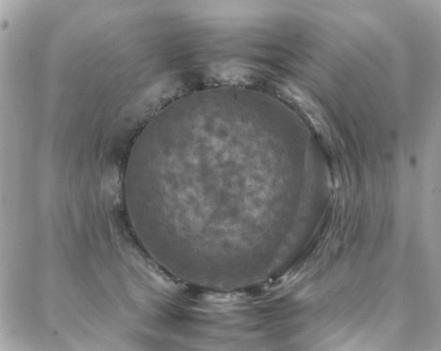 X0000088360465200705221035