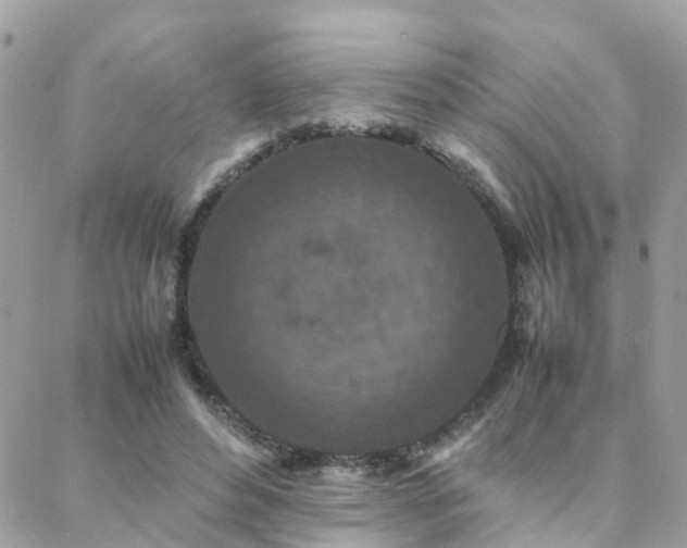 X0000088360496200705221034