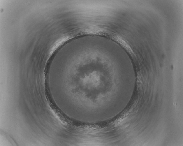 X0000088360626200705221032