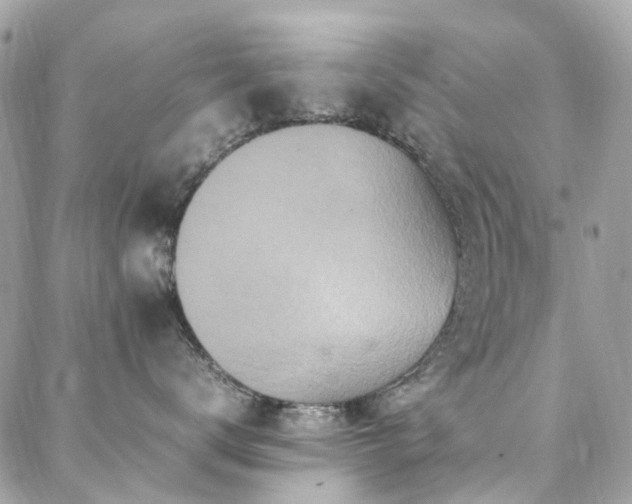 X0000088360672200705221032