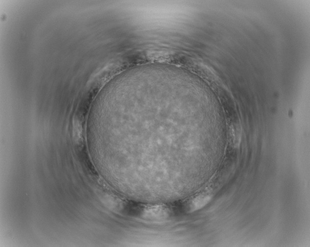 X0000088360705200705221031