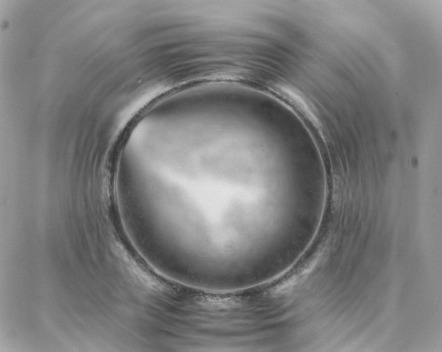 X0000088360835200705221029