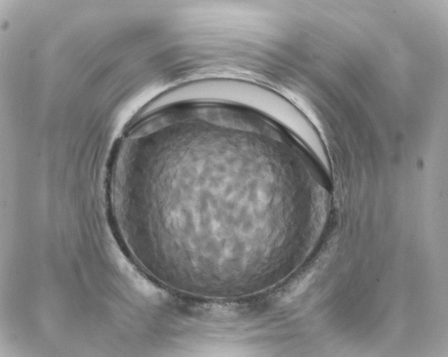 X0000088360995200705221026