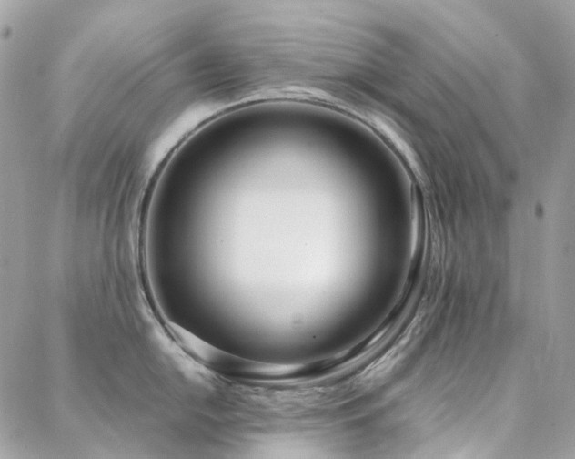 X0000088361054200705221026