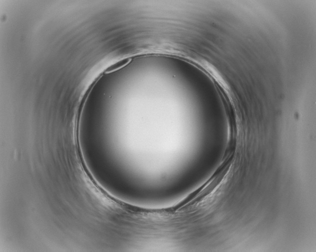 X0000088361246200705221023