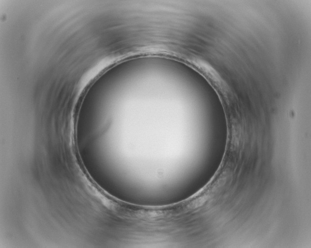 X0000088361286200705221022