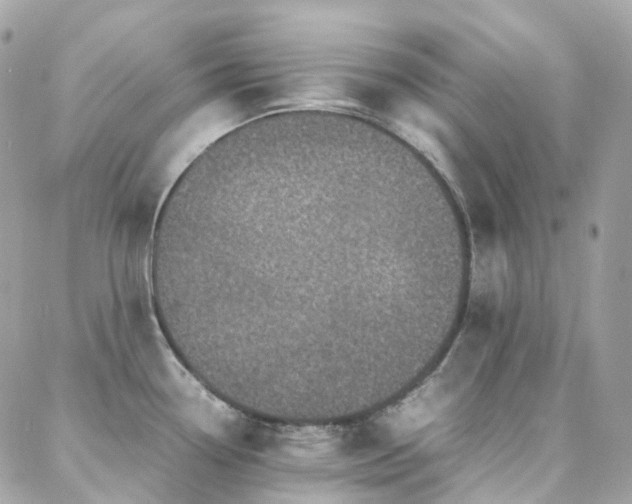 X0000088361338200705221021