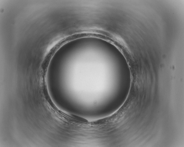 X0000088361360200705221020