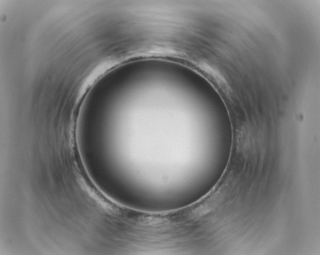 X0000088361374200705221020