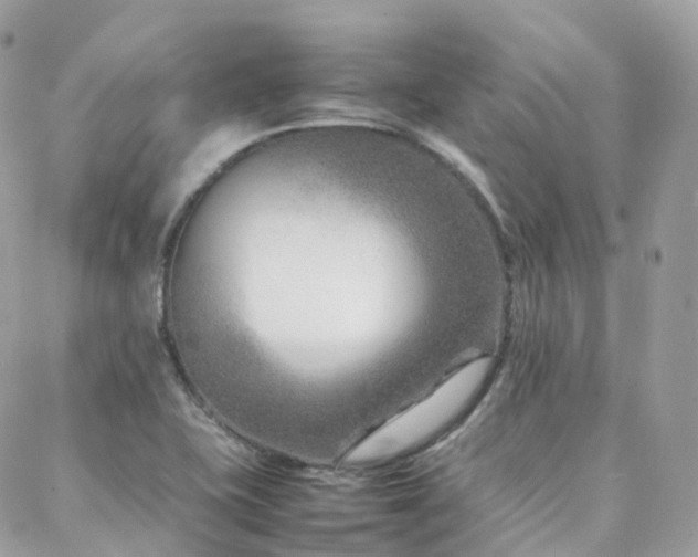 X0000088361415200705221019