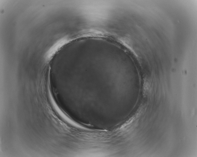 X0000088361455200705221019