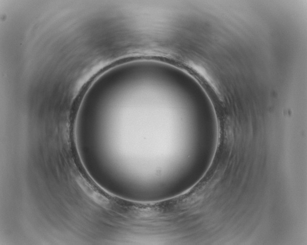 X0000088361460200705221019