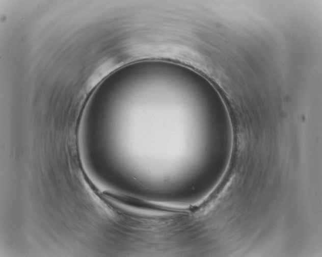 X0000088361521200705221018