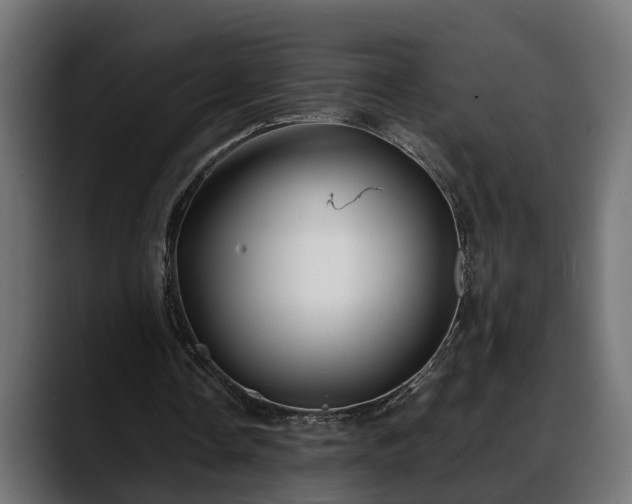 X0000088360338200705291312