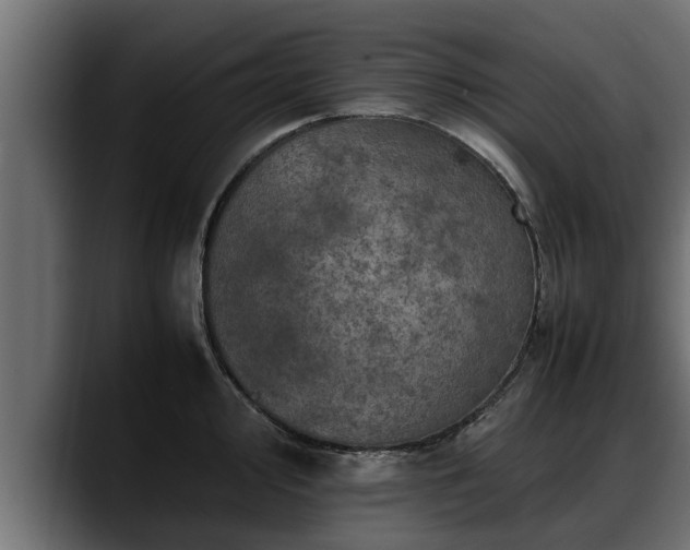 X0000088361000200705291303