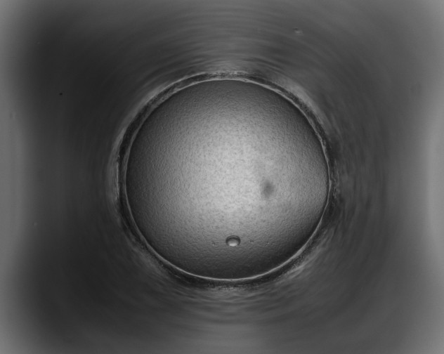 X0000088361075200705291303