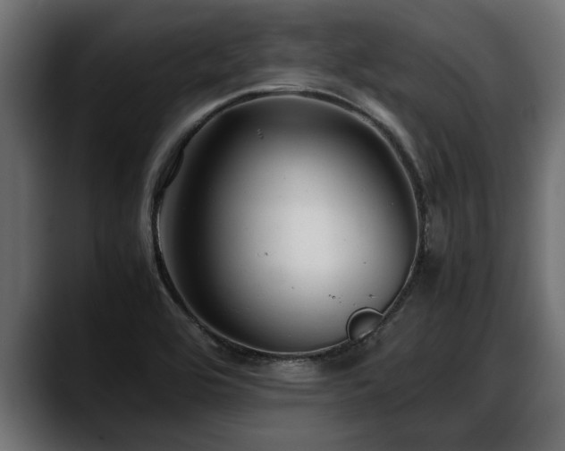 X0000088361464200705291257