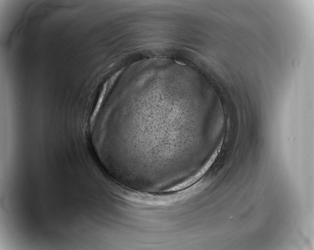 X0000088360048200706051031