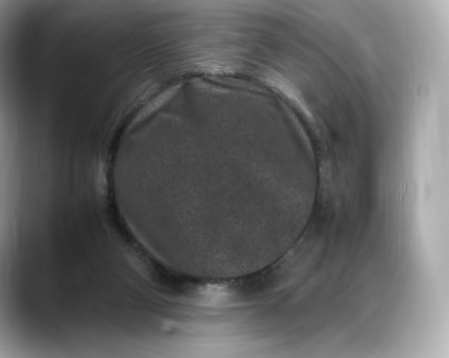 X0000088360114200706051030