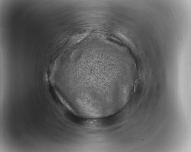 X0000088360117200706051030