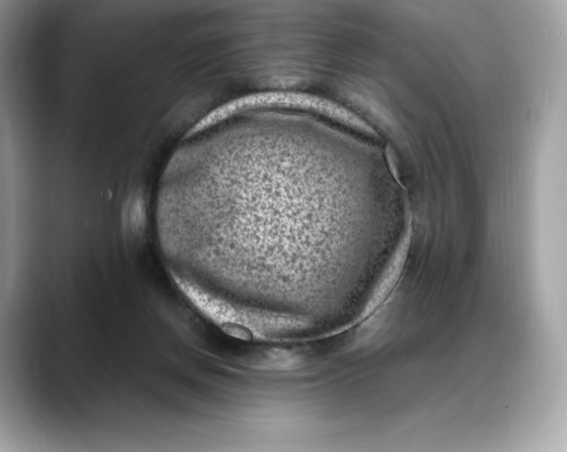 X0000088360166200706051030