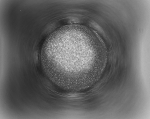 X0000088360169200706051030