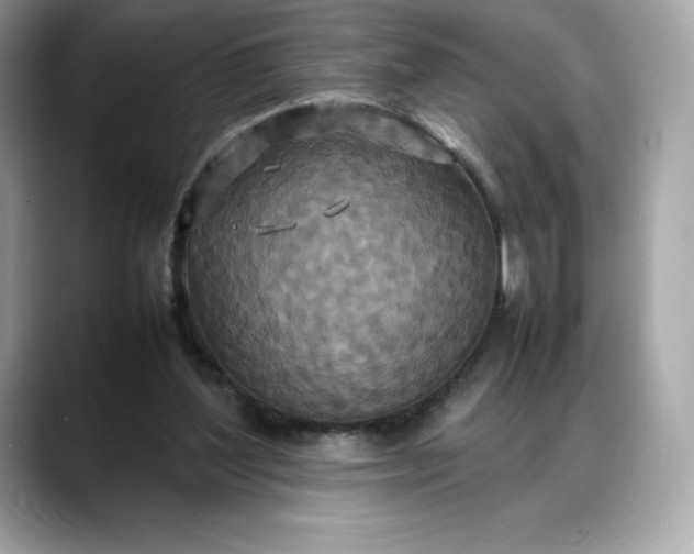 X0000088360204200706051029