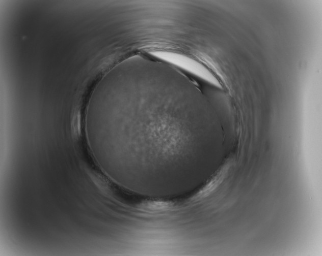 X0000088360205200706051029