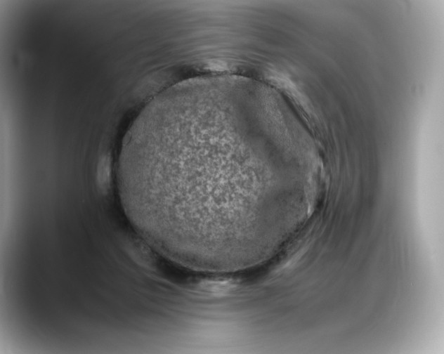 X0000088360213200706051029