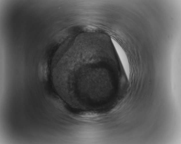 X0000088360223200706051029