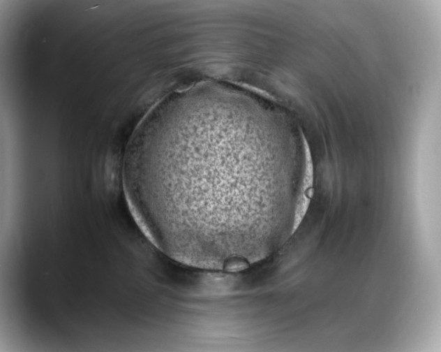 X0000088360234200706051029