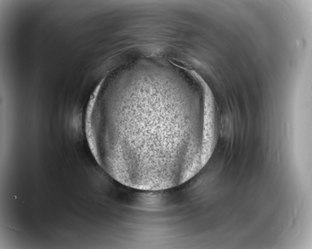 X0000088360238200706051029